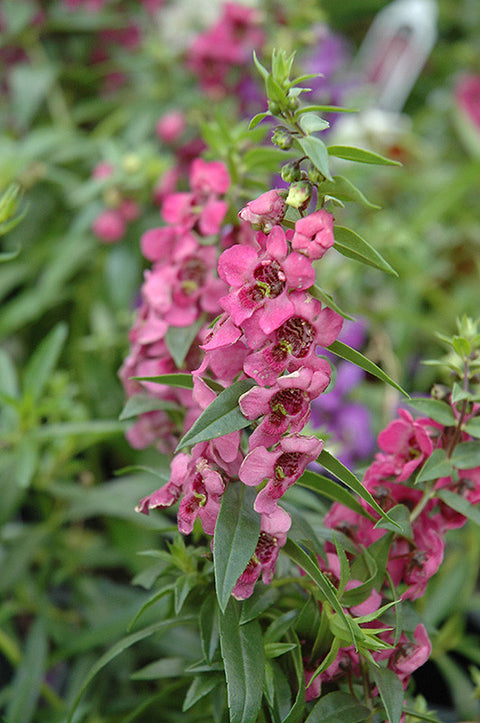 Pink Angelonia