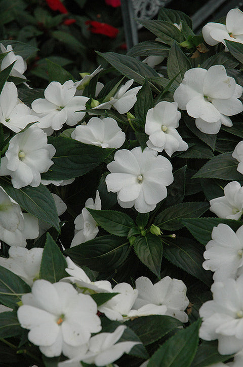 Super Sonic White New Guinea Impatiens