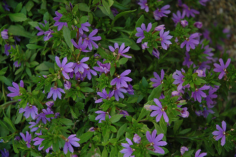 Bombay® Dark Blue Fan Flower