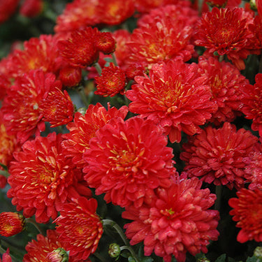 Garden Mum, Red