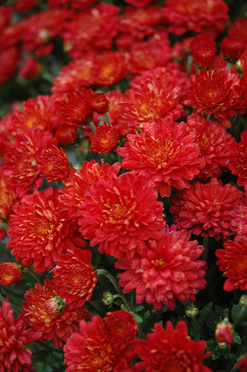 Garden Mum, Red