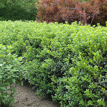 Dwarf Burford Chinese Holly