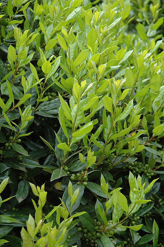 Needlepoint Chinese Holly – Pike Nursery