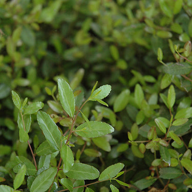 Schilling's Dwarf Yaupon Holly