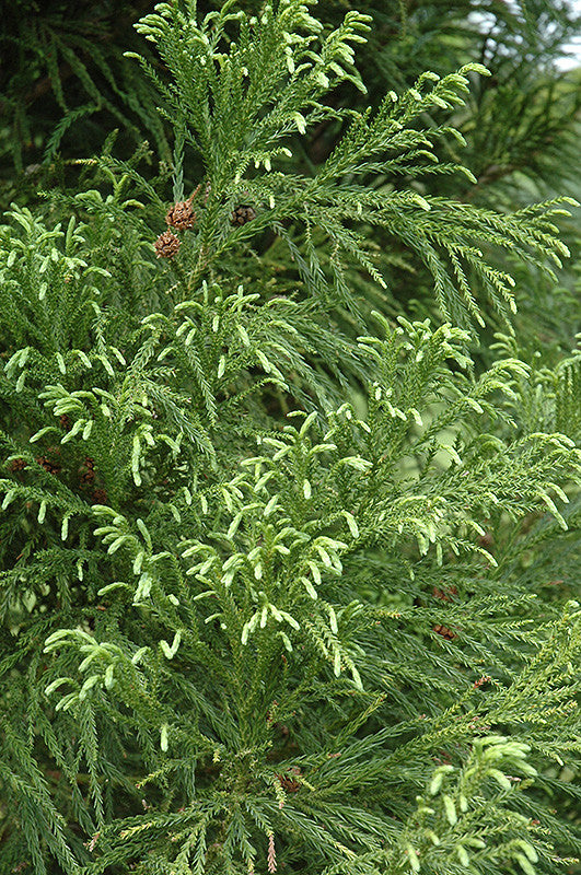 Yoshino Japanese Cedar – Pike Nursery