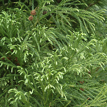 Yoshino Japanese Cedar