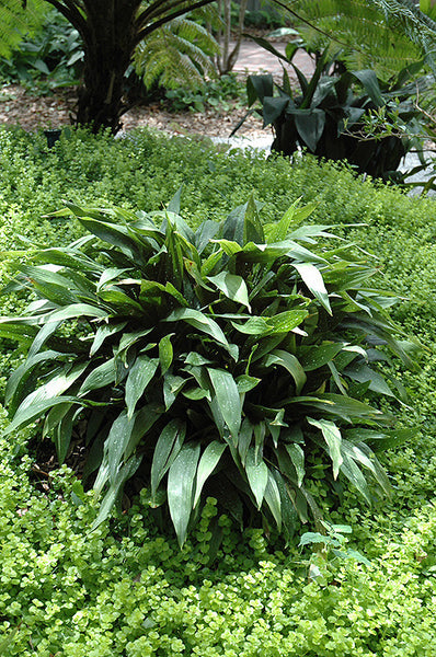 Milky Way Speckled Cast Iron Plant  Pike Nursery
