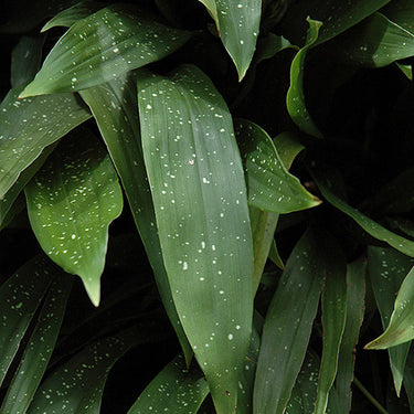Milky Way Speckled Cast Iron Plant