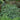 Rabbit's Foot Fern