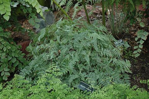 Rabbit's Foot Fern