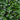 Star-Jasmine