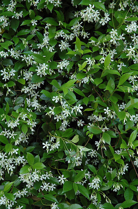 Star-Jasmine