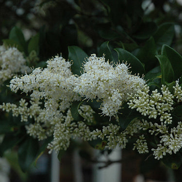 Japanese Privet