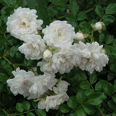 White Drift® Rose