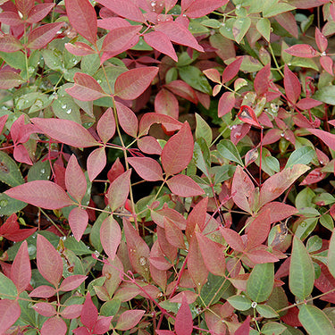 Flirt Nandina