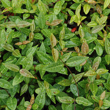 Asian Jasmine