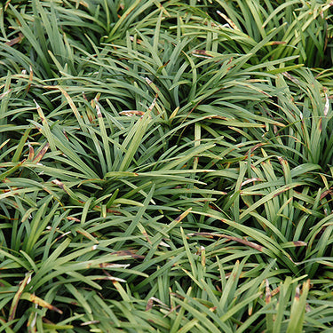 Dwarf Mondo Grass