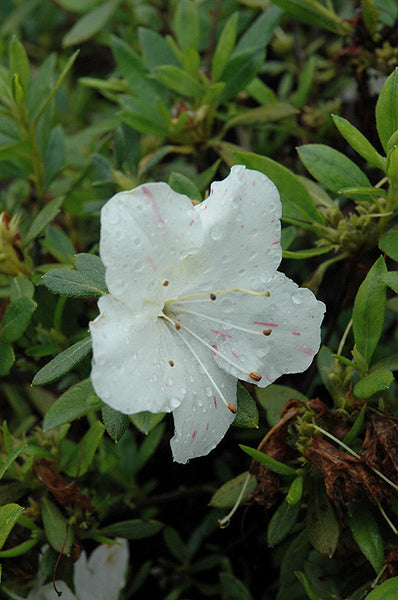 Encore® Autumn Starlite Azalea – Pike Nursery