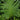 Tree Philodendron