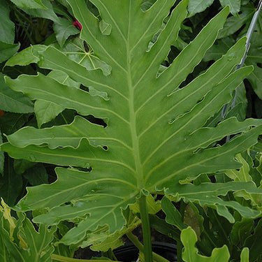 Tree Philodendron