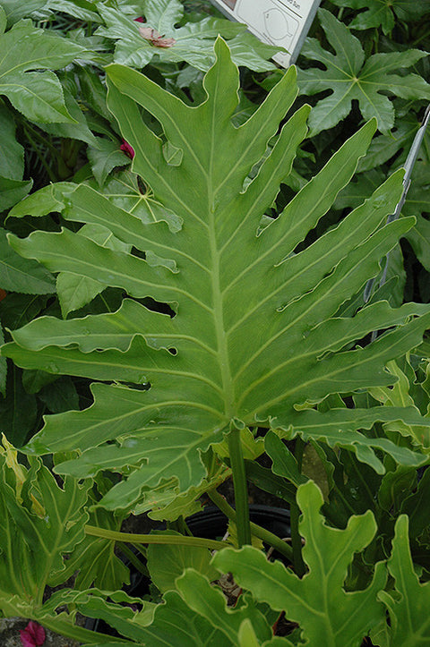 Tree Philodendron