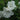 Gumpo White Azalea