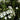 Daisy Gardenia