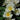 Sunny Knock Out® Rose