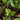 Variegated Croton