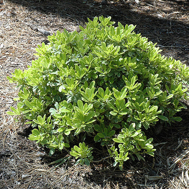 Mojo® Dwarf Mock Orange