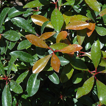 LeAnn Cleyera
