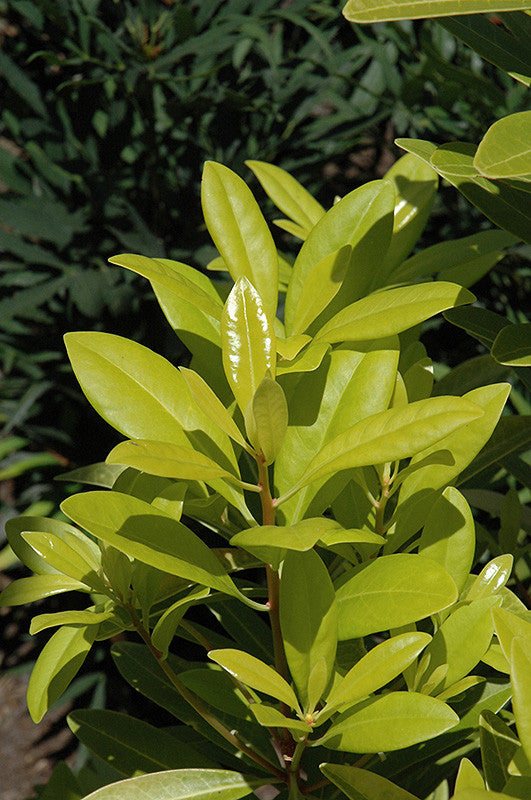 16　Sunshine leaves Florida Sunshine Anise – Pike Nursery