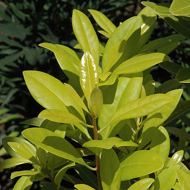 Florida Sunshine Anise