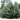 Carolina Sapphire Arizona Cypress