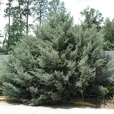 Carolina Sapphire Arizona Cypress