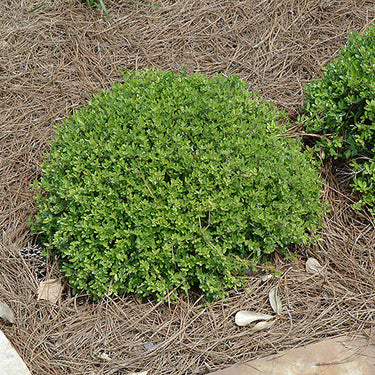 Micron Yaupon Holly