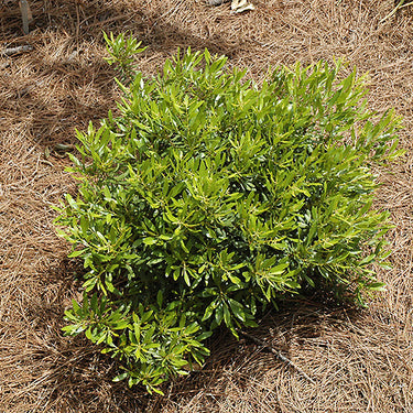 Don's Dwarf Southern Wax Myrtle