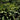 Cast Iron Plant