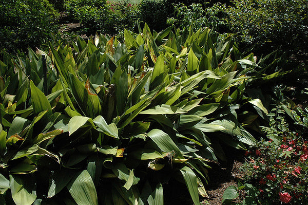 Cast Iron Plant 1 gallon