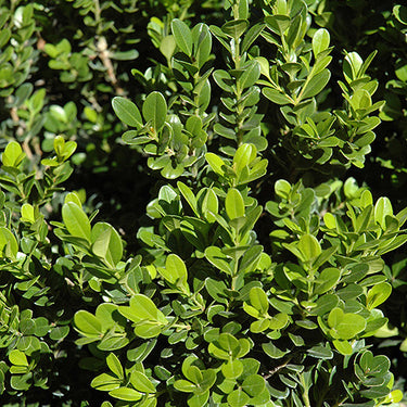 Baby Gem™ Boxwood