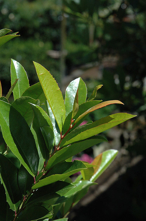 Compact Cherry Laurel