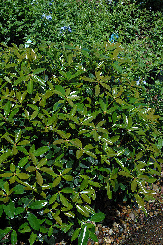 Bigfoot Cleyera – Pike Nursery