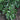 Vintage Jade Distylium
