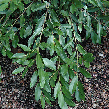 Vintage Jade Distylium
