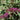 Buzz™ Purple Butterfly Bush