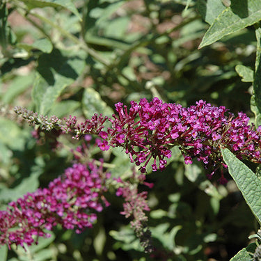 Buzz™ Purple Butterfly Bush