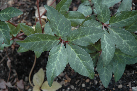 Merlin Hellebore