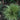 EverColor® Everillo Japanese Sedge