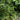 Rochfordianum Japanese Holly Fern