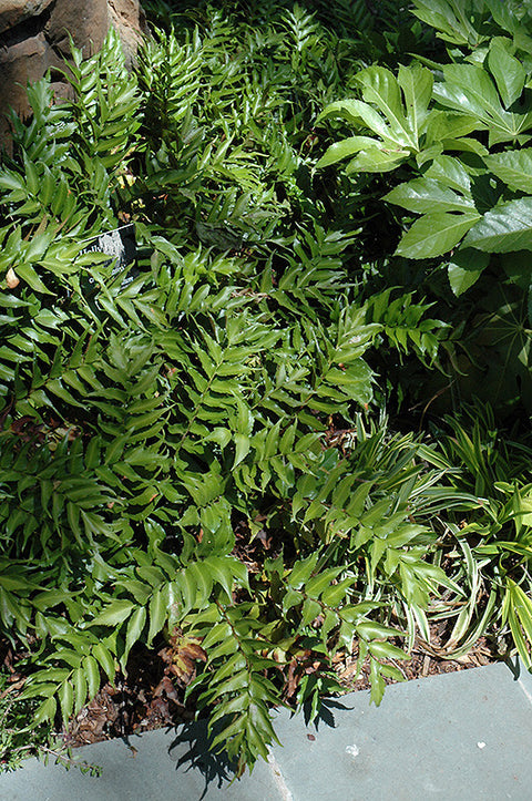 japanese holly fern indoor plant Rochfordianum Japanese Holly Fern